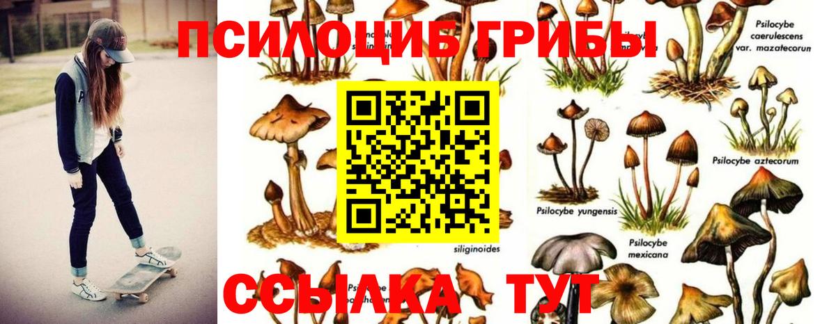 Шатура  где продают наркотики  Галлюциногенные грибы прущие грибы  Вход с VPN  Псилоцибиновые грибы Psilocybe 
